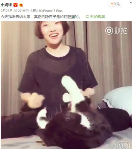 吸貓是什么意思什么梗?貓咪有毒?一日吸貓,終身養(yǎng)貓想貓成貓奴