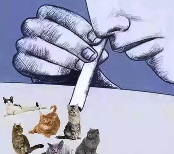 吸貓是什么意思什么梗?貓咪有毒。恳蝗瘴,終身養(yǎng)貓想貓成貓奴