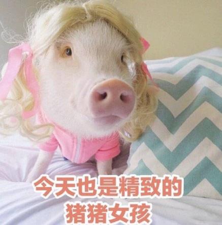 豬豬女孩是什么意思什么梗?什么是精致的豬豬女孩