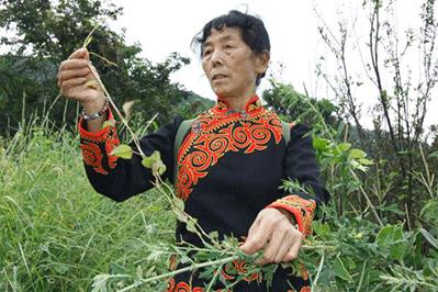 澄澈控油——藍(lán)桉葉和它的小伙伴們 (中)