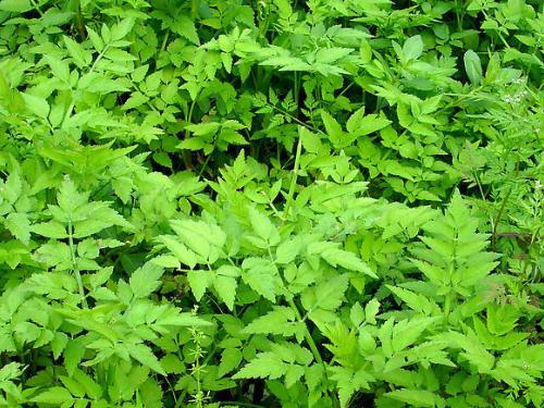 綠色植物能夠吸收或降解土壤、地下水或大氣中的各種污染物