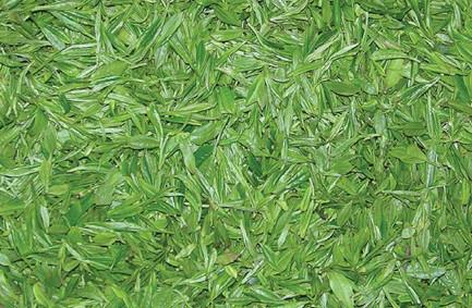 綠茶如何存放？存儲綠茶的忌諱與注意事項(xiàng)