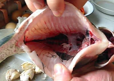 怎么去除手上的魚腥味？手上的魚腥味去除方法