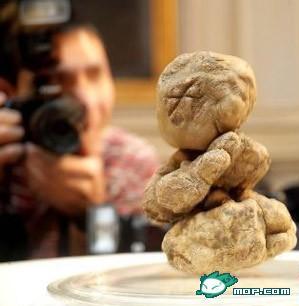 超級(jí)富豪才吃得起的食物：巨大的意大利松露-＄21,6000