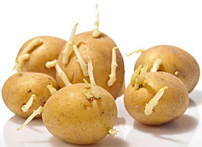 土豆長(zhǎng)芽能吃嗎？吃土豆的食用禁忌