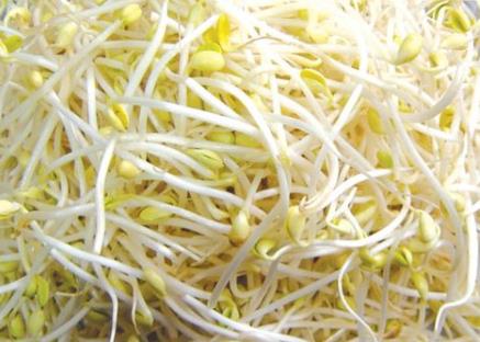 如何挑選黃豆芽？吃黃豆芽的食用禁忌