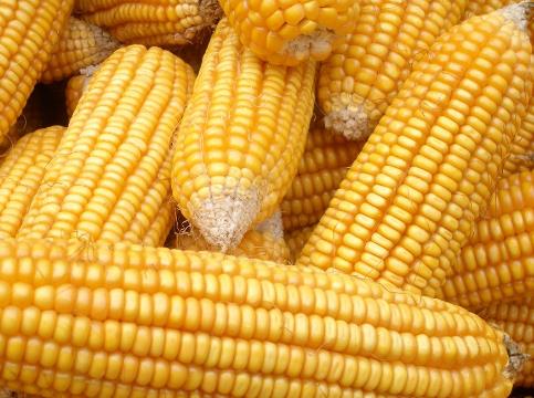 如何挑選玉米？吃玉米的食用禁忌