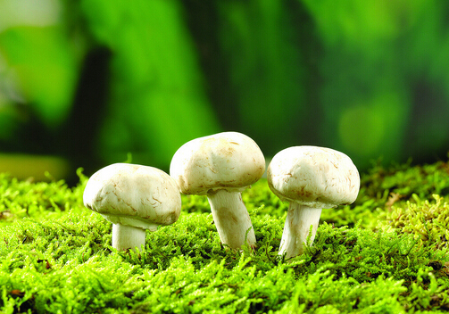 蘑菇富含重金屬有害健康是真的嗎？