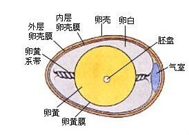 每100克雞蛋的營養(yǎng)成分