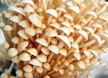 金針菇的營(yíng)養(yǎng)價(jià)值