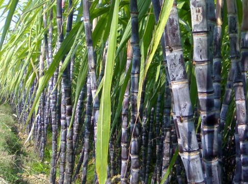甘蔗的營(yíng)養(yǎng)價(jià)值-甘蔗的功效與作用
