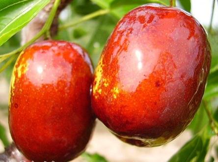吃紅棗有什么好處？紅棗的營(yíng)養(yǎng)價(jià)值
