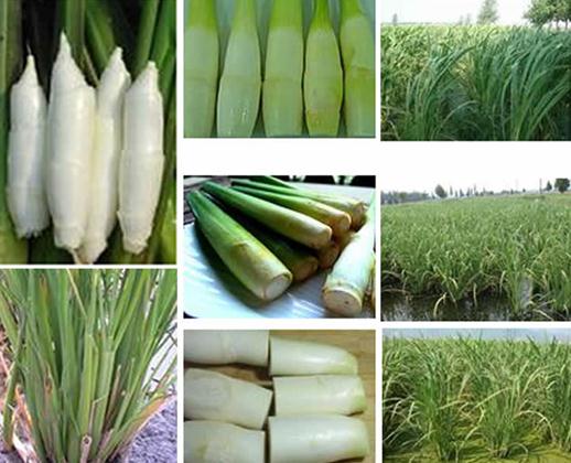 茭白的營(yíng)養(yǎng)價(jià)值-茭白的功效與作用