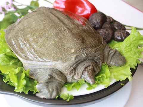 吃甲魚(yú)有什么好處？甲魚(yú)的營(yíng)養(yǎng)價(jià)值