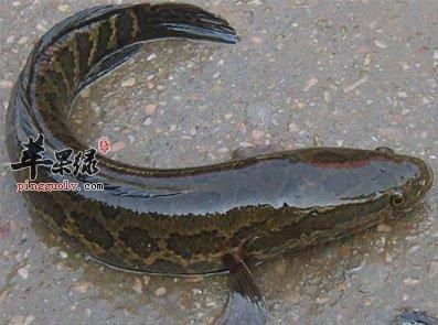 吃黑魚(yú)的好處-黑魚(yú)的營(yíng)養(yǎng)價(jià)值