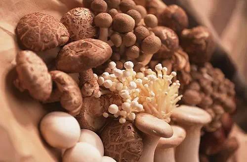 森林中的美味——食用菌類(lèi)