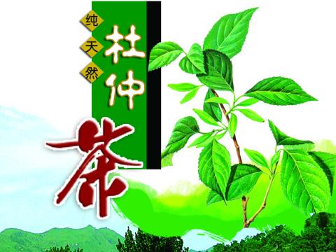 杜仲茶的營養(yǎng)價值-杜仲茶的作用與功效-杜仲茶的沖泡方法