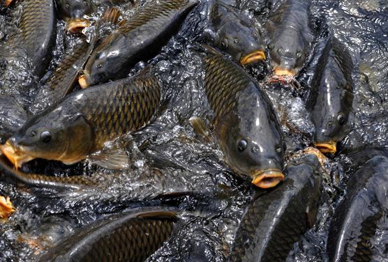 鯉魚(yú)的營(yíng)養(yǎng)價(jià)值-鯉魚(yú)的功效與作用