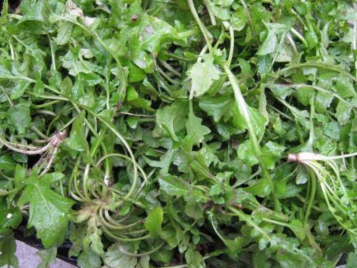 薺菜的營(yíng)養(yǎng)價(jià)值，薺菜的功效，薺菜的作用