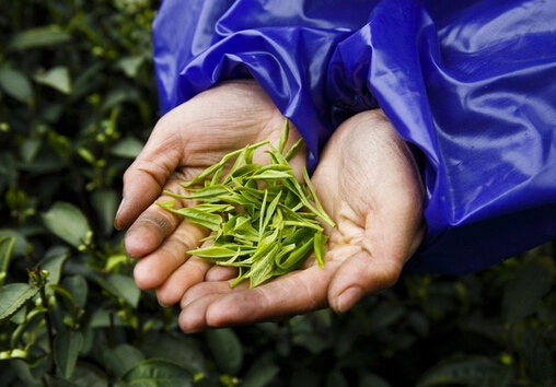 茶葉的種類-哪些茶葉屬于綠茶？