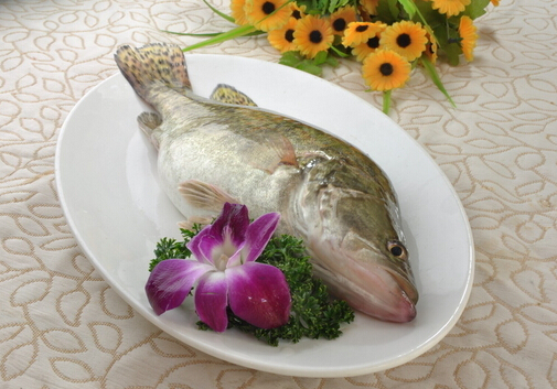 桂魚的營(yíng)養(yǎng)價(jià)值與功效-桂魚的適用人群