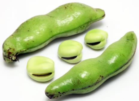 蠶豆的營(yíng)養(yǎng)價(jià)值、功效與作用-蠶豆的做法大全
