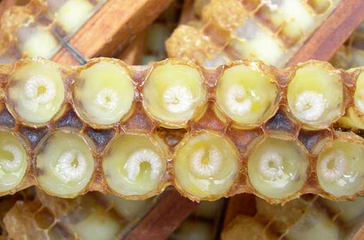 蜂王漿成分：蜂王漿的化學(xué)成分和中藥化學(xué)成分