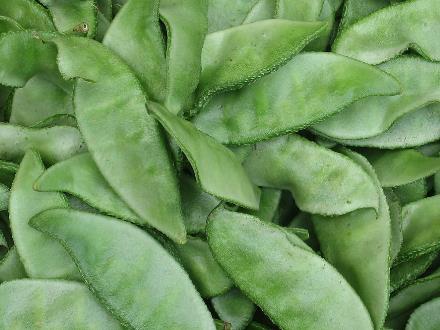 吃扁豆好嗎？扁豆的營養(yǎng)價(jià)值-扁豆的功效與作用
