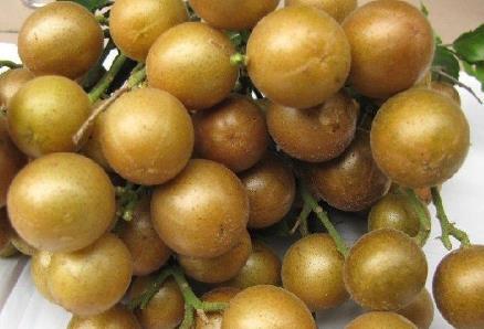 黃皮果的營養(yǎng)價值-黃皮果的功效與作用
