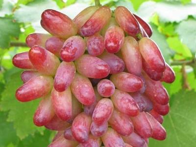 提子皮可以吃嗎？吃提子皮有什么好處？提子皮的功效與作用