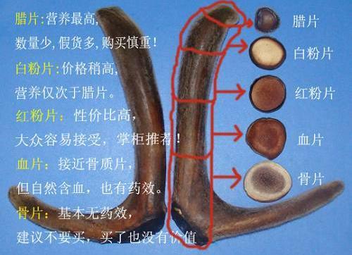 鹿茸片怎么看真假？鹿茸片真假的辨別方法