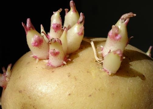 土豆怎么存放不宜發(fā)芽？土豆發(fā)芽了怎么辦
