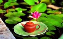 怎么喝荷葉茶才能健康減肥？