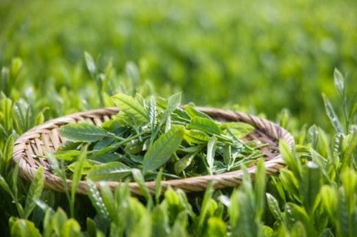 喝綠茶能減肥？綠茶的瘦身作用