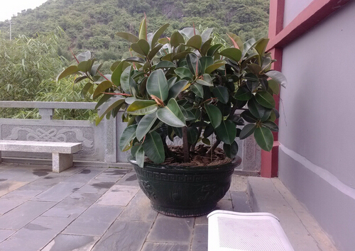 橡皮樹的養(yǎng)殖方法-橡皮樹的風水學應用