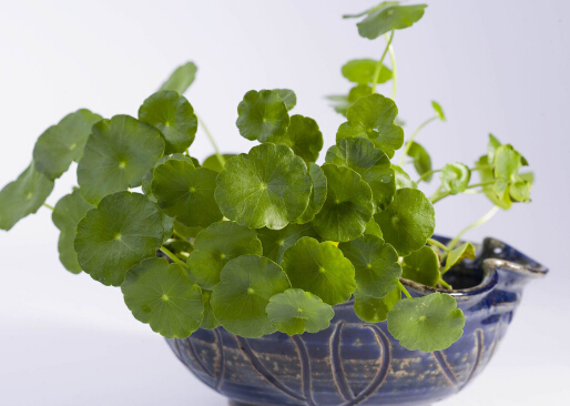 銅錢草對(duì)家居環(huán)境的影響-銅錢草與家居風(fēng)格的搭配