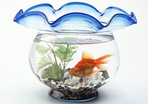 魚缸的擺放方位-魚缸與家居運勢的關(guān)系
