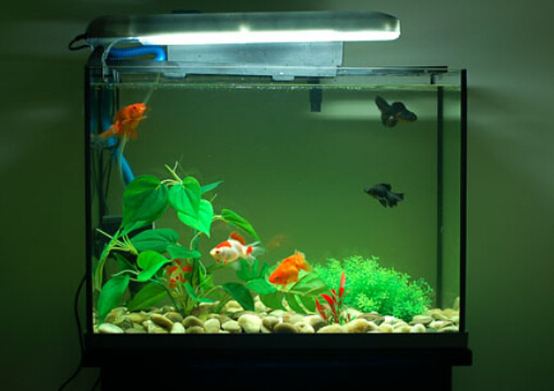 魚(yú)缸的擺放風(fēng)水-魚(yú)缸與風(fēng)水的關(guān)系