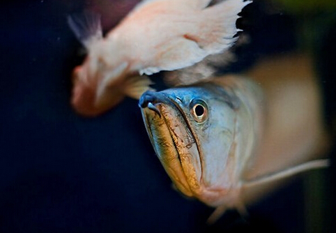 銀龍魚(yú)的風(fēng)水學(xué)應(yīng)用-銀龍魚(yú)的魚(yú)缸擺放位置
