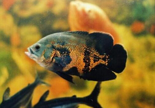 地圖魚(yú)的風(fēng)水學(xué)應(yīng)用-地圖魚(yú)的魚(yú)缸擺放位置
