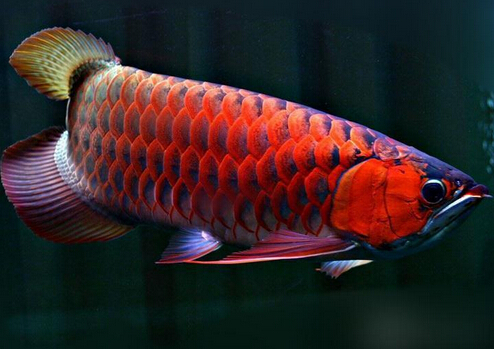 紅龍魚(yú)的風(fēng)水學(xué)應(yīng)用-紅龍魚(yú)的養(yǎng)護(hù)