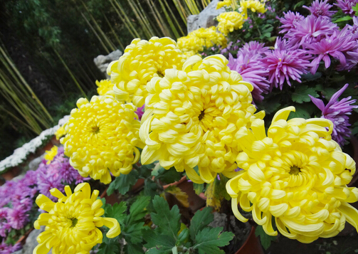 菊花的養(yǎng)護方法-菊花的基本介紹