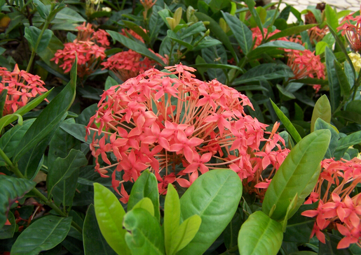 龍船花與家居風(fēng)格的搭配-龍船花的風(fēng)水學(xué)應(yīng)用