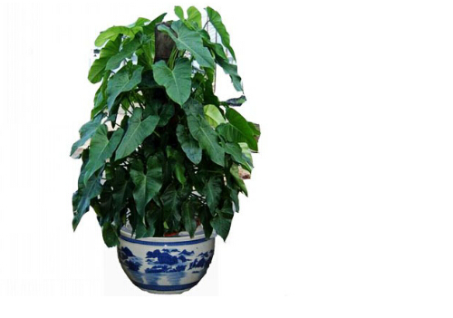 喜林芋的風水學應用-喜林芋的養(yǎng)殖方法