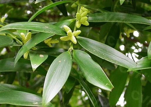 竹柏的風水學(xué)應(yīng)用-竹柏的養(yǎng)殖方法