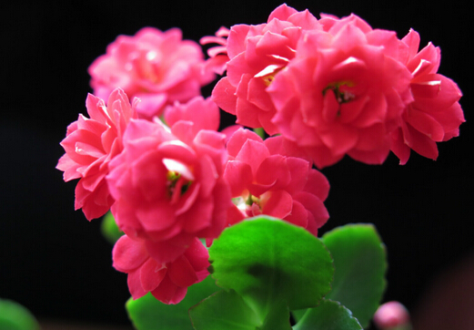 長(zhǎng)壽花與家居風(fēng)格的搭配-長(zhǎng)壽花的風(fēng)水學(xué)應(yīng)用