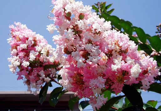 紫薇花對(duì)家居環(huán)境的影響-紫薇的風(fēng)水學(xué)應(yīng)用