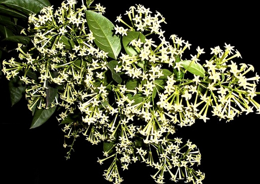 夜來(lái)香花的介紹-夜來(lái)香花的風(fēng)水學(xué)應(yīng)用