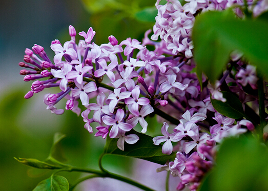 丁香花對家居環(huán)境的影響-丁香花的風(fēng)水學(xué)應(yīng)用