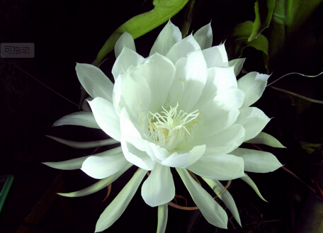 曇花對(duì)家居環(huán)境的影響-曇花的風(fēng)水學(xué)應(yīng)用